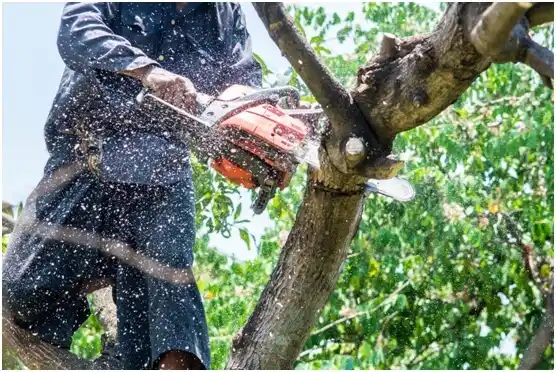 tree services Falfurrias